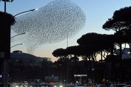 Starlings over Rome