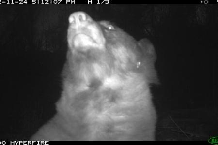 Bears Are Taking Selfies Now. What Could Be Next?