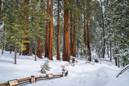 Two people snowshoeing with Yosemite Conservancy in the Mariposa Grove