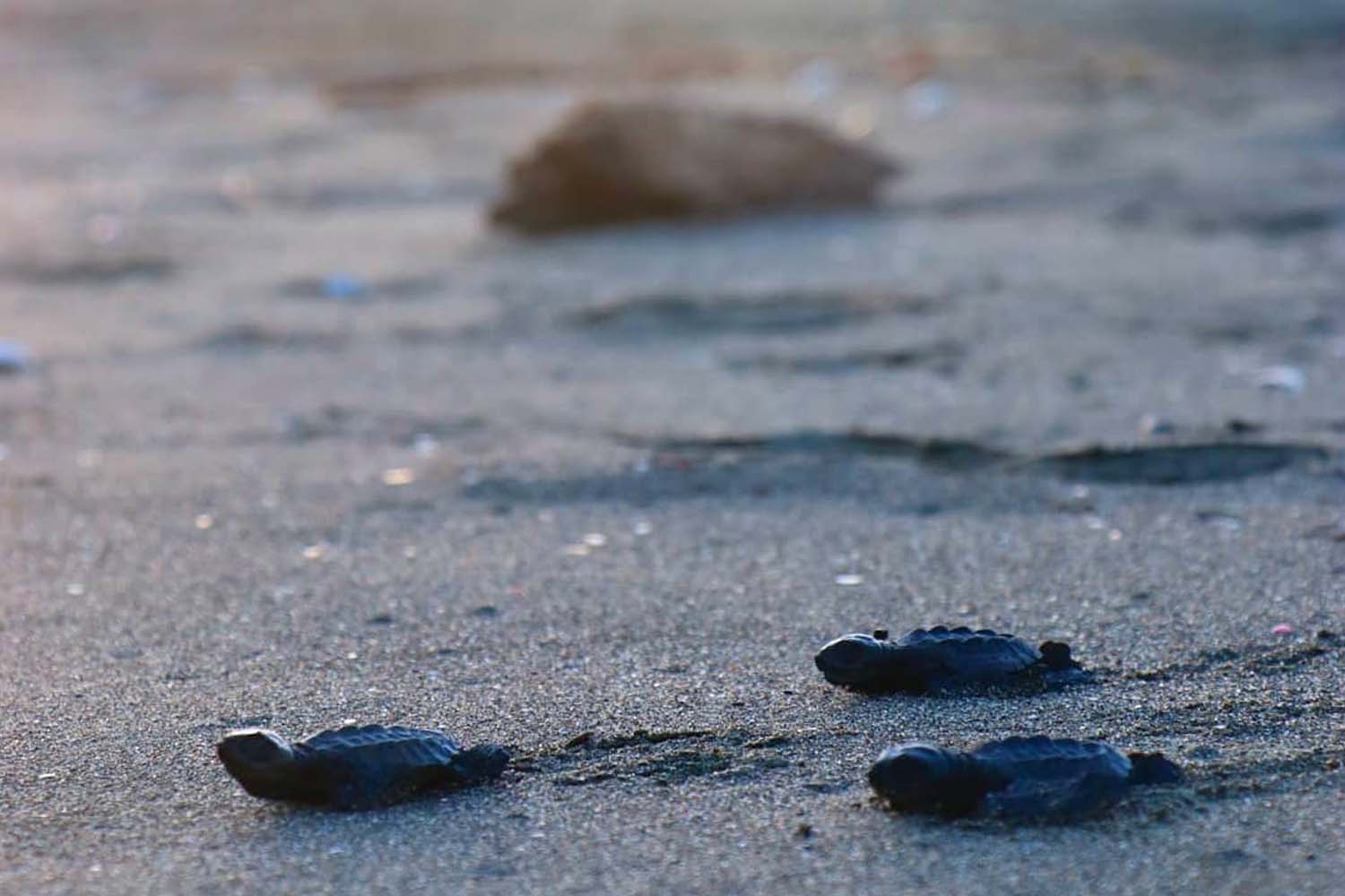 Baby sea turtles