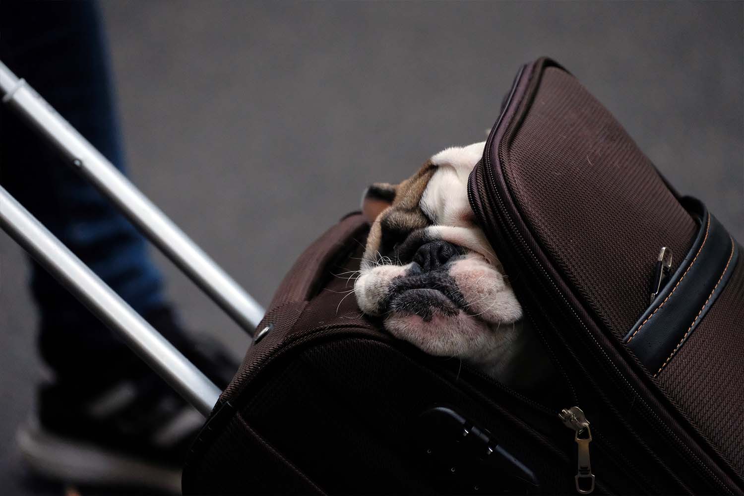 The TSA pet policy requires animal pass through the metal detector, not the X-ray machine