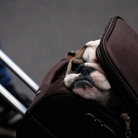 The TSA pet policy requires animal pass through the metal detector, not the X-ray machine