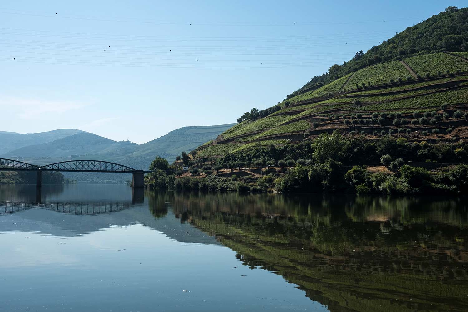 The river with a vineyard in the background