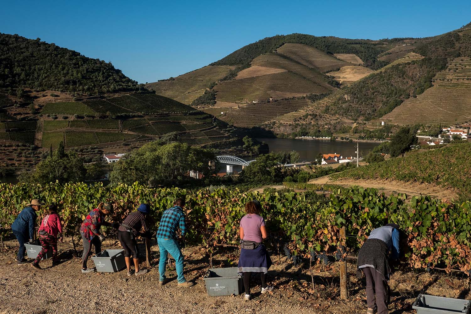 Douro Vineyards