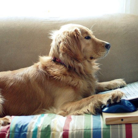 Golden Retriever chatting on laptop, with one paw on the keyboard and one paw on the mouse