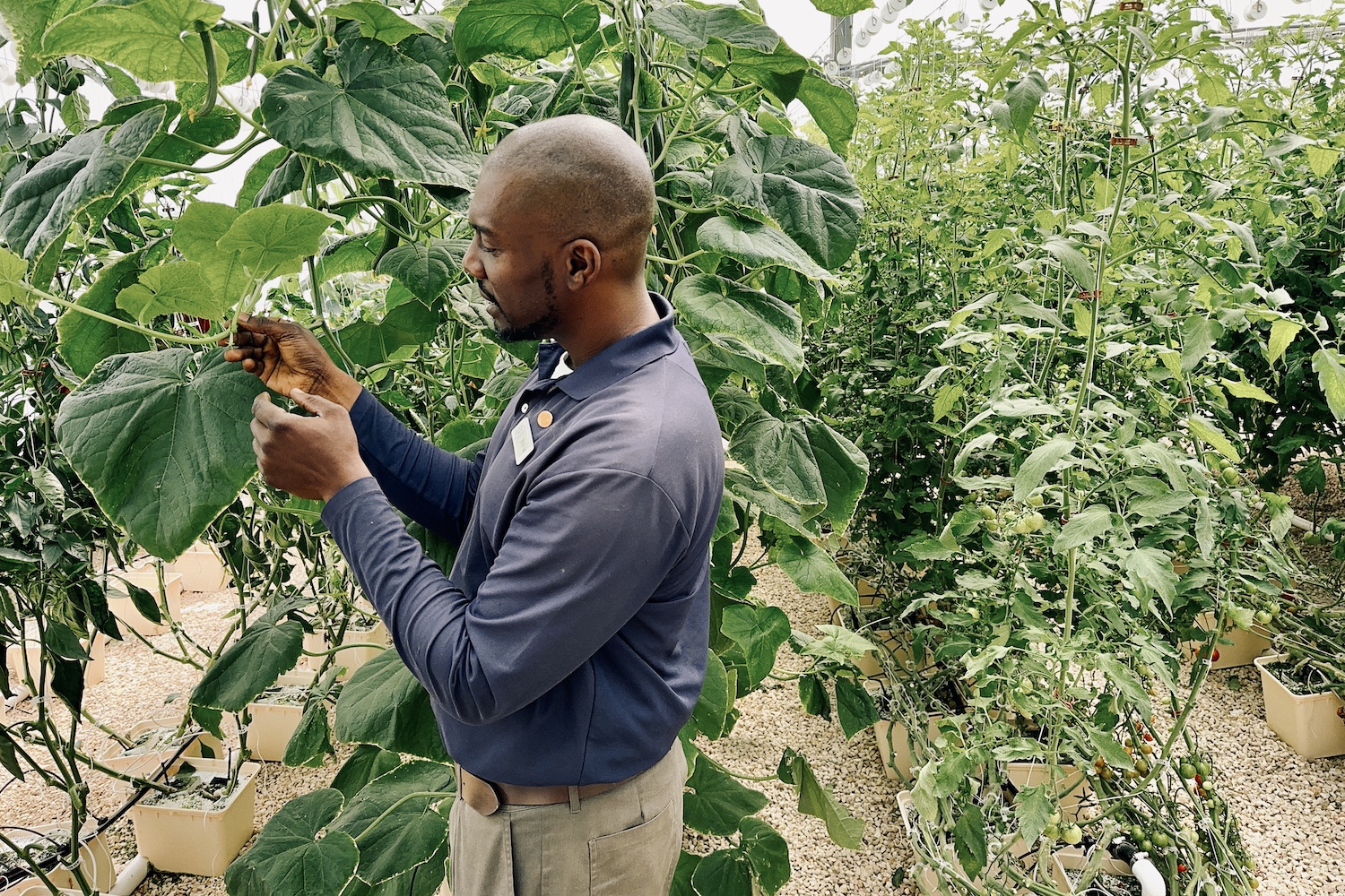 rohan showing off a plant in the hydroponic greenhouse at aurora anguilla resort