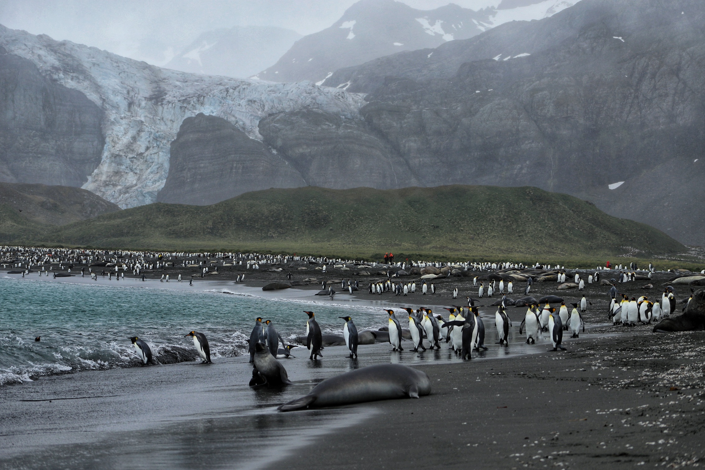 Penguins and seals on South Georgia Island with a massive glacier in the background