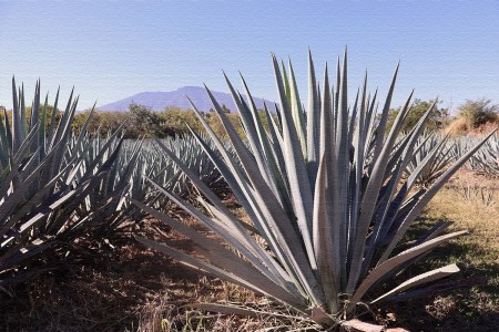 A giant agave plant in a field in Tequila, Mexico