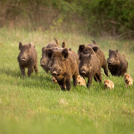 Pack of wild hogs running