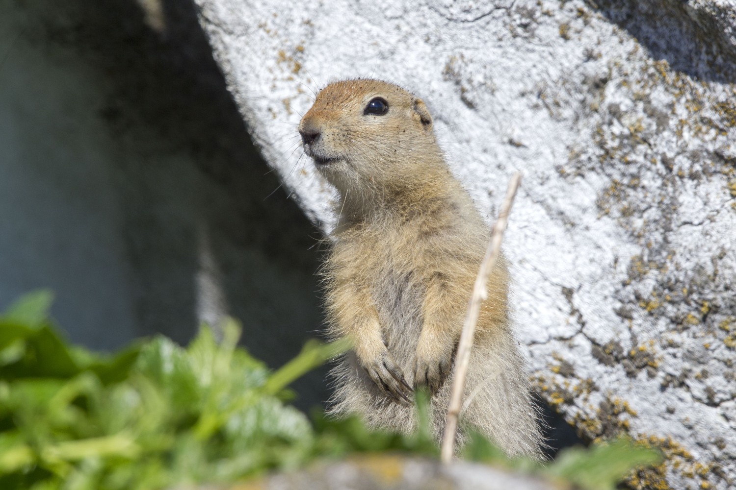 Arctic squirrel