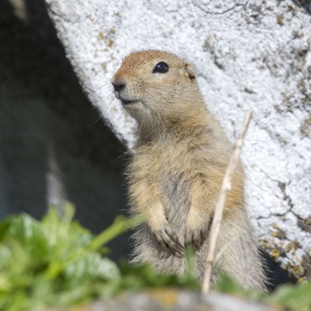 Arctic squirrel