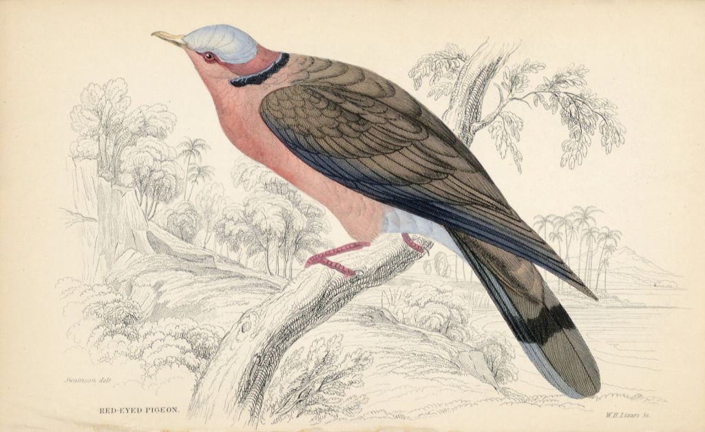 Illustration of a pigeon with a pink breast