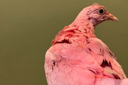 Pink pigeon