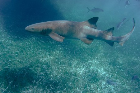 Shark Tourism at Guadalupe Island Comes to an Indefinite End