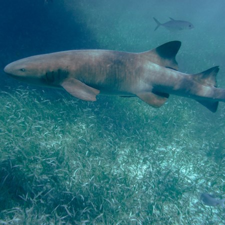 Diving with sharks