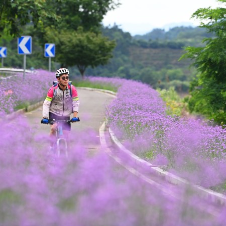 A man biking past flowers.