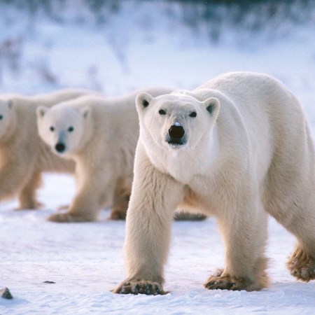 It's high time you booked yourself an arctic safari