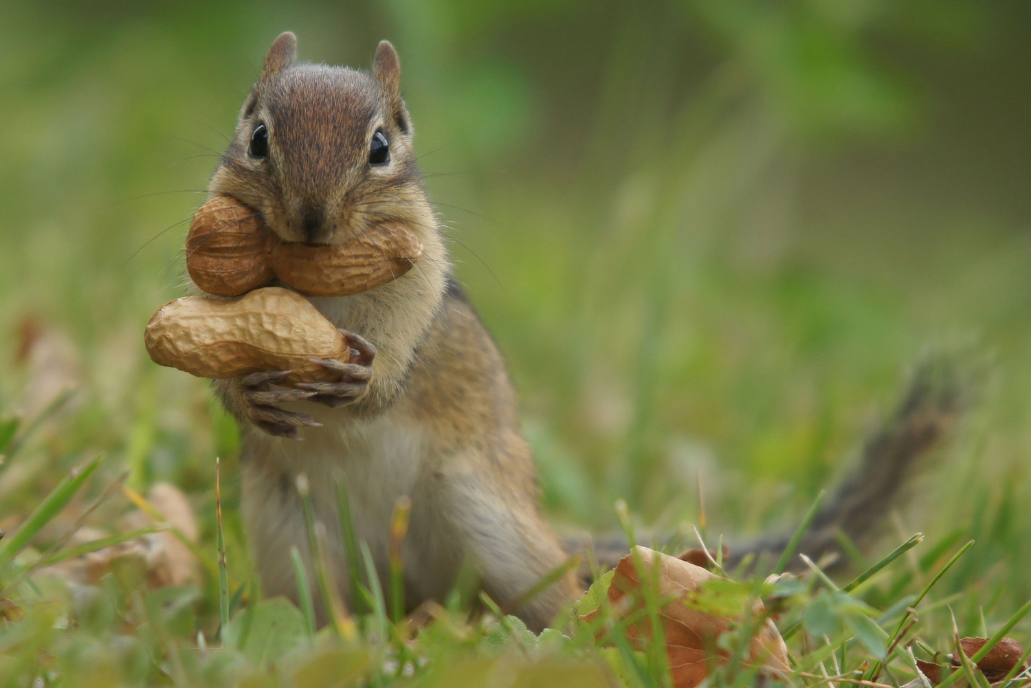 Peanut squirrel trying to figure out how to carry two big peanuts to his den in one trip