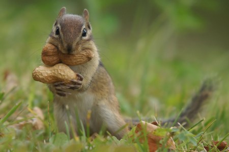 Peanut squirrel trying to figure out how to carry two big peanuts to his den in one trip