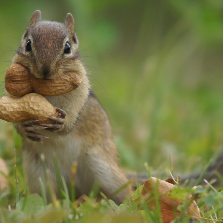 Peanut squirrel trying to figure out how to carry two big peanuts to his den in one trip