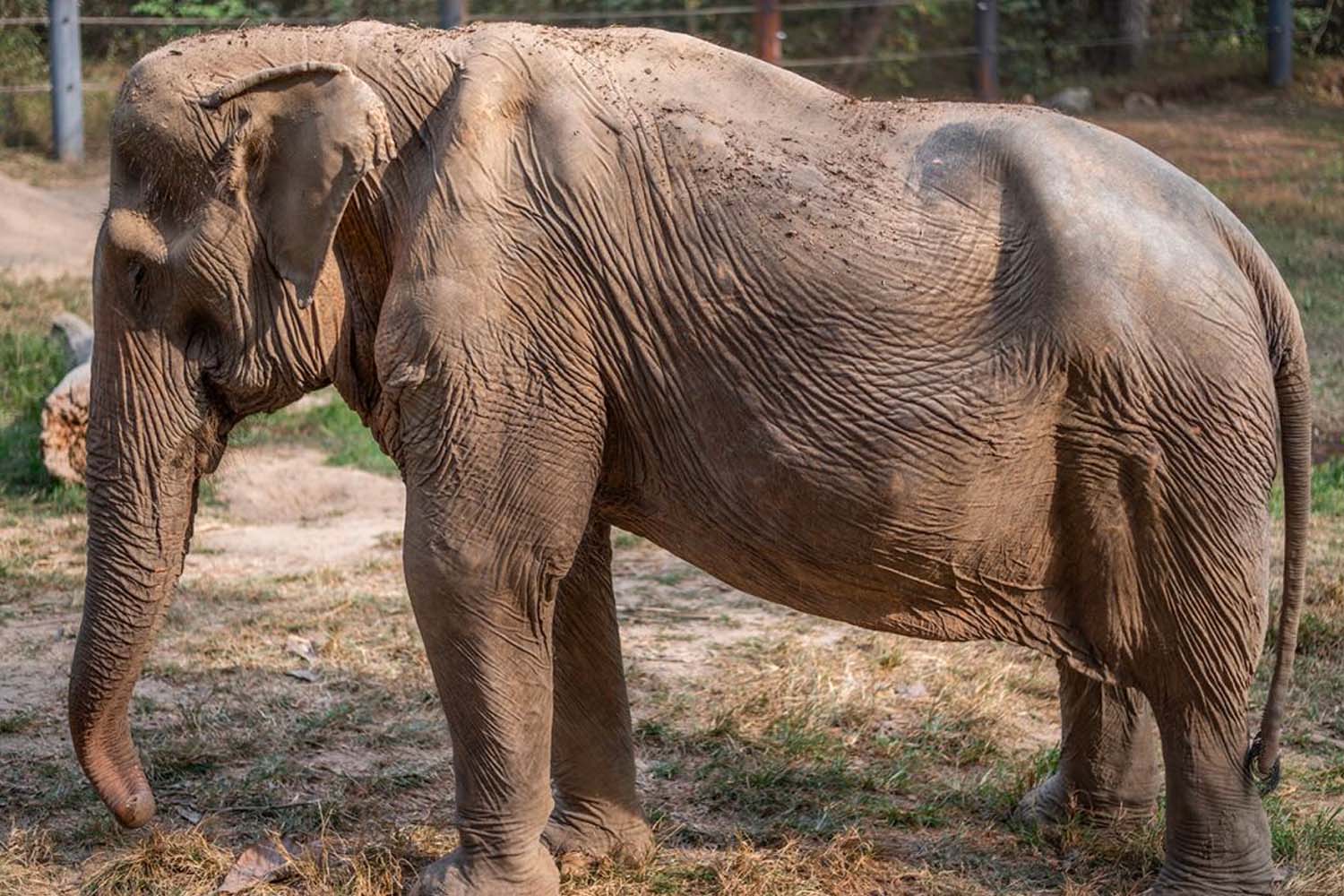 an elephant with a disfigured spine.