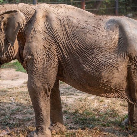 an elephant with a disfigured spine.