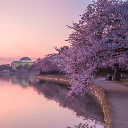 Sunrise at Tidal Basin when the cherry blossoms were in full bloom