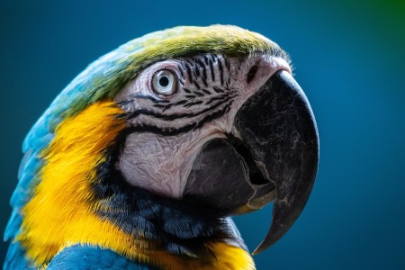 Macaw