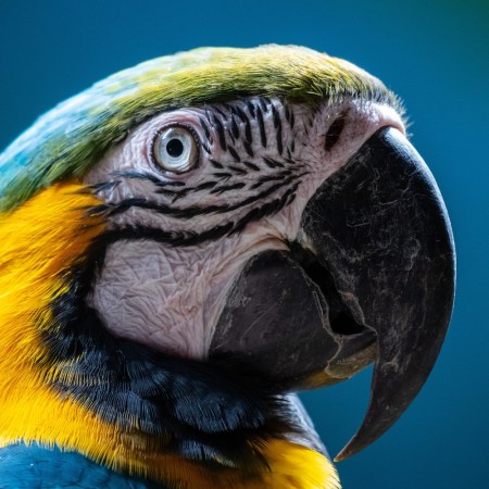 Macaw