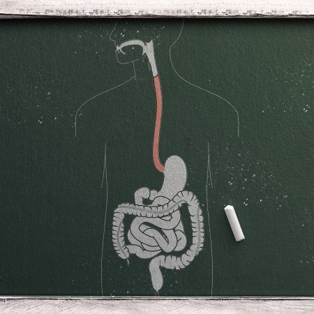 A chalkboard drawing of the internal organs.