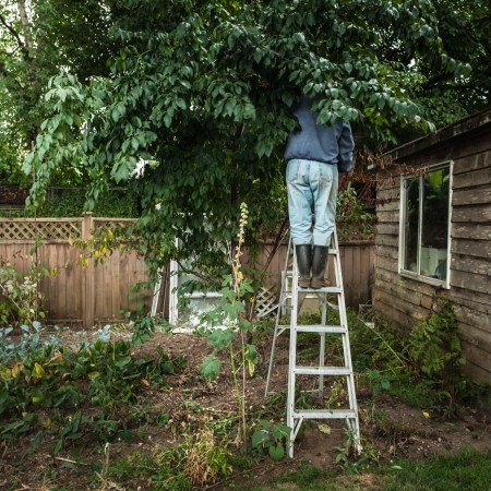 A man standing on a ladder, pruning a tree.